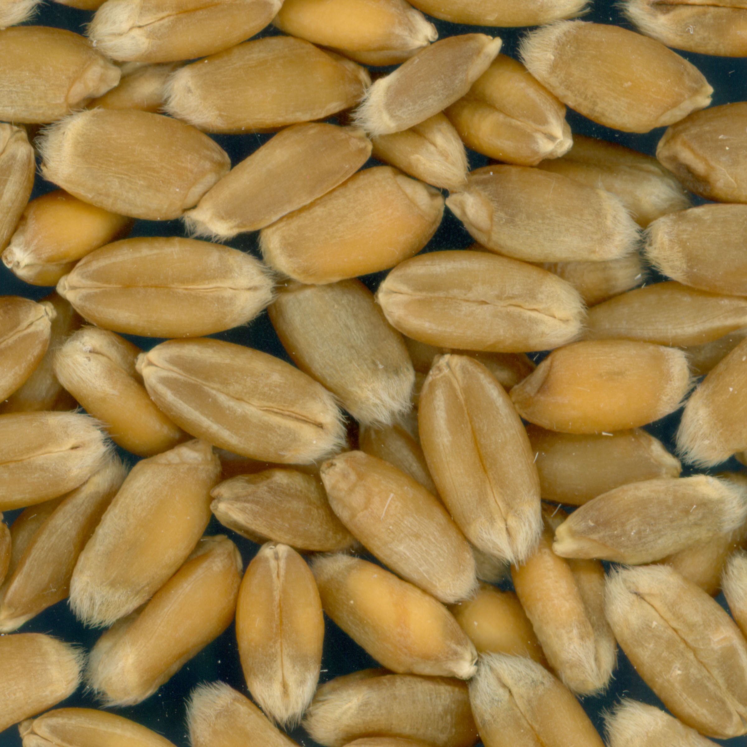 KERNELS